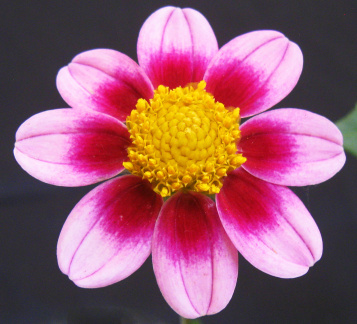 Dahlia ' LO CLARA '  (Mignon Single)  Lobaugh W.  USA  2020  Washington State Show, USA 2022  (David Brown)